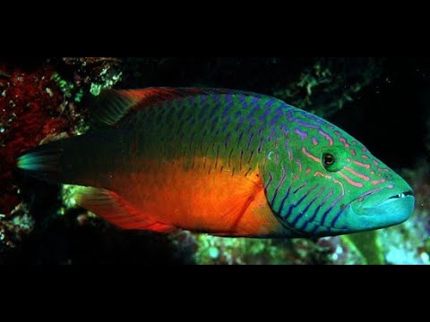 OFFS Talk: Culum Brown on How Smart are Fish?