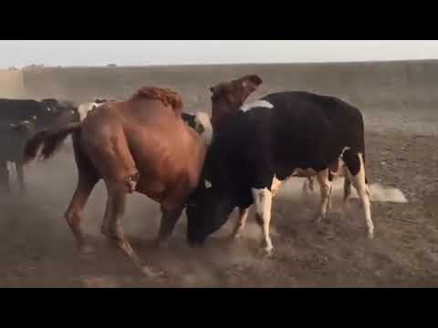 Camel vs Bull 🐂. fight