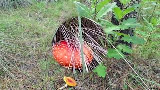 Ecoadventures Noche de Luciernagas