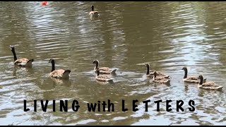 Observing a gaggle of geese in nature with your prekindergarten child!