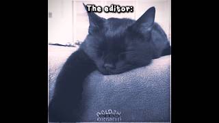 #CAT : This Is My True Form / #freemefromthebasement #justiceforkakapos #edit #capcut #kitty #fyp