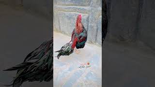 #aseelmurga #swataseels #lofianime #birds #roosterfarm #animesoundtrack #murga #cheenaaseel #pigeon
