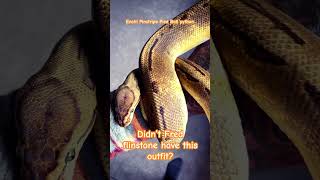 Fred Flintstone Ball python morph #ballpython #ballpythonmorph #snakevideo #piedballpython
