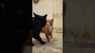 #viralcatsong#cutecat#viralsong