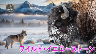 ワイルド・イエローストーン | 猛獣と雄大な自然 - 動物ドキュメンタリー
