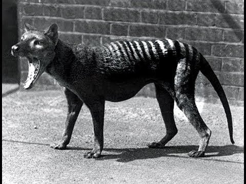 Tasmanian Tiger FINALLY FOUND?! - Crypto Corner #007 - SEP 05 2017