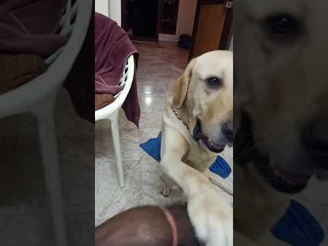 My Dog BamBam Wants Attention ❤️ நாய் கவனத்தை விரும்புகிறது