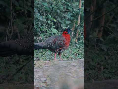 #satyrtragopan #birds #wildlife #photography #neoravalley #lava #nature