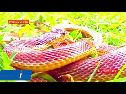 Krait Snake Hunting & swallowing another Snake | #PromoMunchies #youtubevideo #kraitsnake #4kvideo