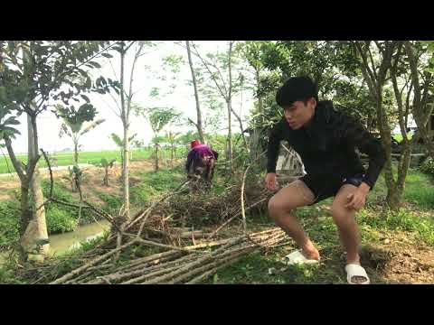 công việc buổi sáng chặt cây sắn để trồng - phạm mạnh vlog