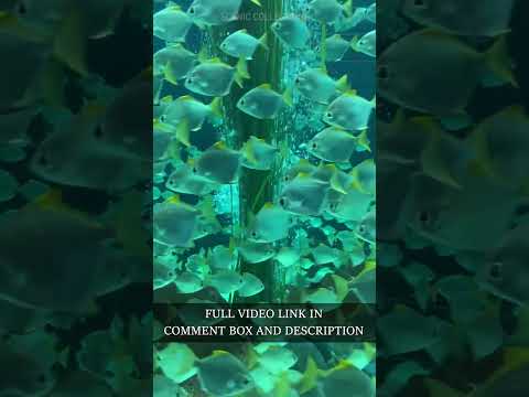 Discover the Secrets of a School of Fish #shorts
