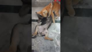 Dog & Cat’s Hilarious Play Fight 🤣 | Must Watch #petadventures