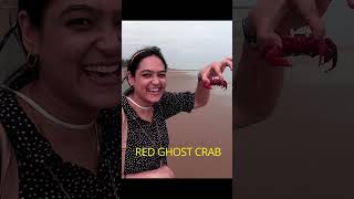 RED GHOST CRABS BEACH INDIA #talasaribeach #indiabeach #subscribe #youtubeshorts #youtubeindiashorts