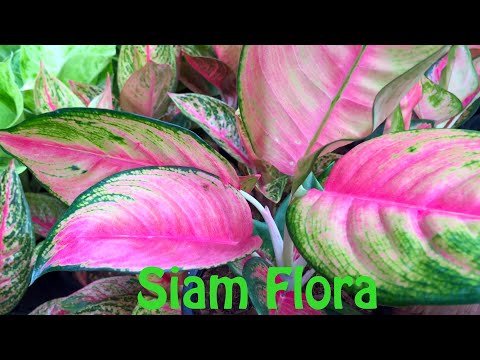 Anthuriums, Aglaonema, Philodendrons, and Sansevieria at Siam Flora Shop