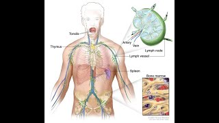 Lymphangiotomy CPT code - simplify medical coding