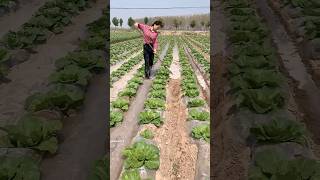 China Smart Irrigation Technique #irrigation #method