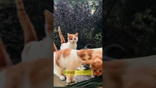 This is the fixed time when I feed the cats every day#cutecats