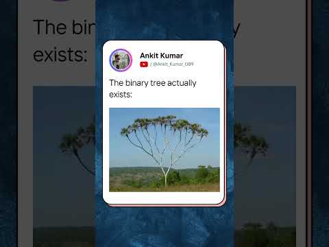 The binary tree actually exists!