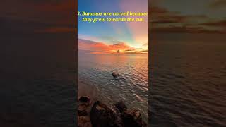 Amazing Fun Facts😀 #short #firsrshort #youtubeshort #firstyoutubeshort