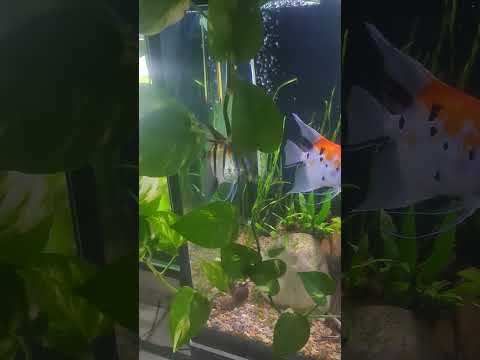 Quick weekly update. #clownloach #aquarium #siamesealgaeeater #aquascape #tetra #diamondtetra