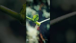 Mobile photography #mobilephotography #mobileediting #mobilevideography #shorts #mobileshorts