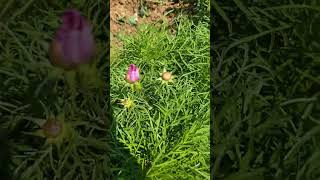 Candyfloss Cosmos Tutorial - Blue Oak Farms
