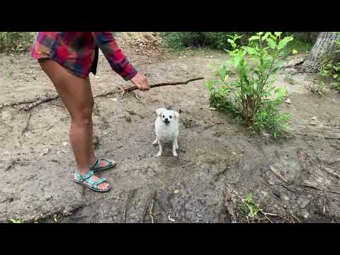 Lyla Loves "River Stick" #shorts