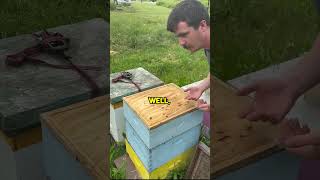 Beehive Space Optimization for Protection