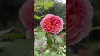 초가을의 에이브러햄 다비 장미 #꽃멍 #davidaustinroses
