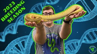 Ball Python Breeding Season has BEGUN 2023