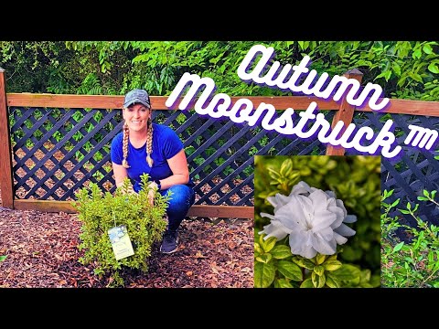 New Variegated Encore® Azalea Autumn Moonstruck®