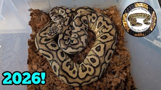 Ball Python Breeding Season 2026!