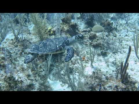 Little Cayman Turtle