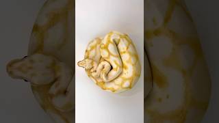 Rating My Hyperrealistic Cakes. Controversial Ratings!