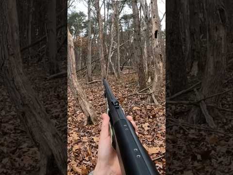 Squirrel hunting with a shotgun pov! #hunting #shorts #shotgun #squirrel