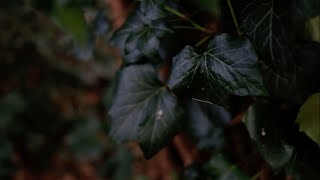 ieie - Coder (mood video London version)