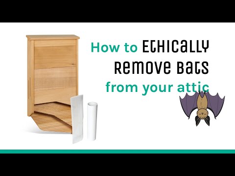 How to Ethically Remove Bats from your Attic