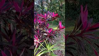 🌱 Plant Spotlight:  Hawaiian Ti Plant | More Info in Description #gardening #tropicalplants #shorts