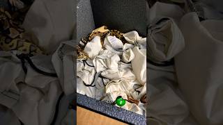 Huge unboxing part 1! #molinarosnakelab #shorts #ballpython #royalpython #reptiles #fnaf #exotics