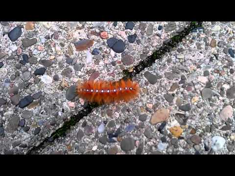 Very weird cute creature that I found in university