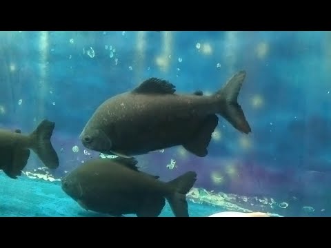 fish tunnel #tunnel fish#చేపల సొరంగం#సొరంగం చేప #akiranandan