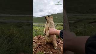 Groundhog Giggles | Nature's Weather Comedians! ☀️❄️#GroundhogDay#NatureComedy #wildlifewonders