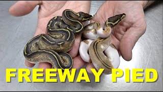 Freeway Pied Update Plus Looking At Another Clutch !!