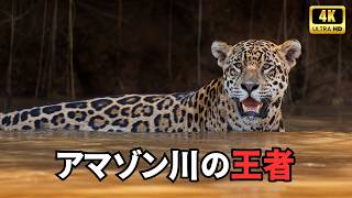 アマゾンの野生動物 | 世界最大の川を支配する怪物たち