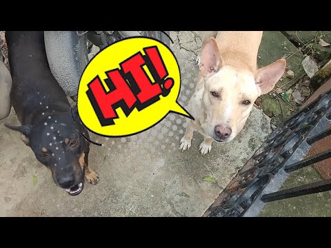 Feeding Stray Dogs ! தெரு நாய்களுக்கு உணவளித்தால் என்ன நடக்கும் தெரியுமா?