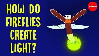 How do fireflies create light? - Emily A. Geest