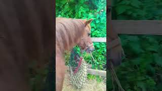 Get Rosie ready with me!#pony#hackingout#horsey#equestrian