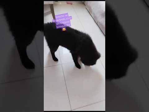 Esse bibicho está super feliz com seus novos brinquedos! #chowchow #cachorro #dog #gatos #gatos