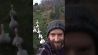 How many geese in a gaggle can one guy gather? #shorts