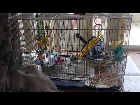 Parakeet Soccer Player